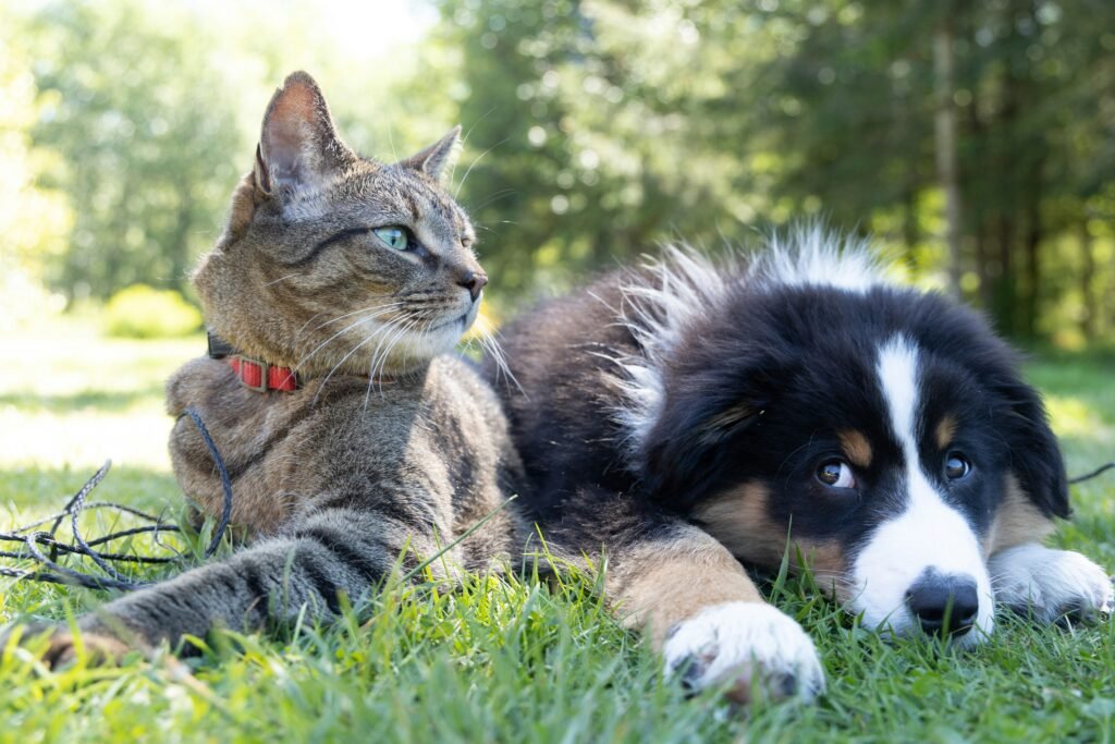 pet product sourcing company pet product sourcing agent pet product manufacturers pet product suppliers